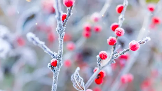 Cryogénie alimentaire