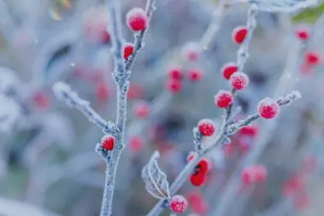 Refrigeración y congelación