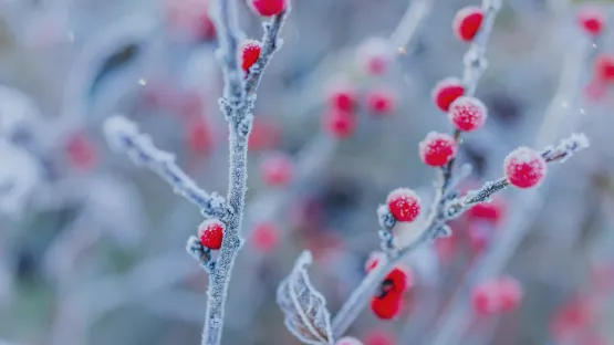 Criogenia alimentaria