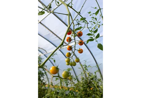 AZETHYL PHYTO - Tomages